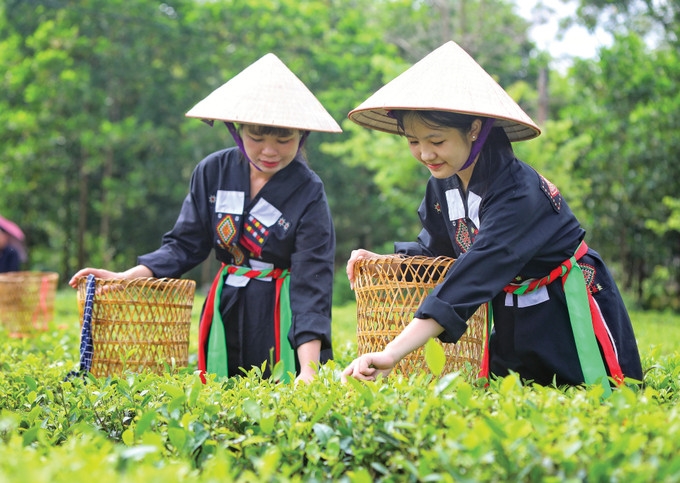 Du khách được trải nghiệm hái chè xanh tại bản Ven