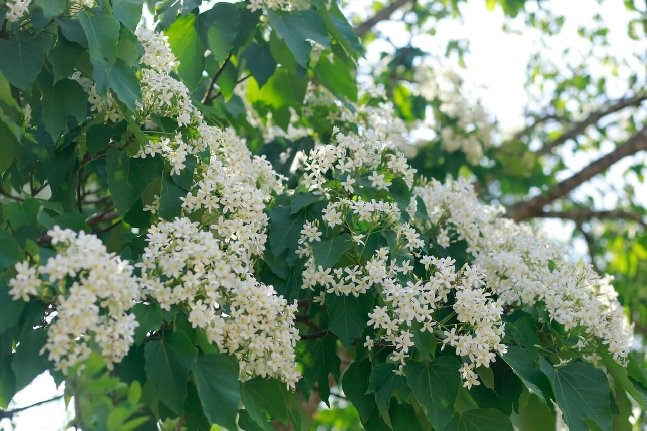 Sắc trắng hoa trẩu nhuộm sáng núi rừng Tà Xùa