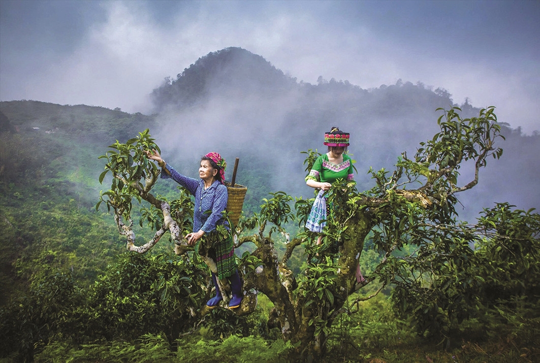 Đồng bào Mông hái chè Shan tuyết cổ thụ