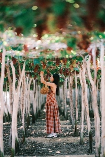 About a 10 minutes drive from Vinh Hy Bay is the famous Thai An grape village