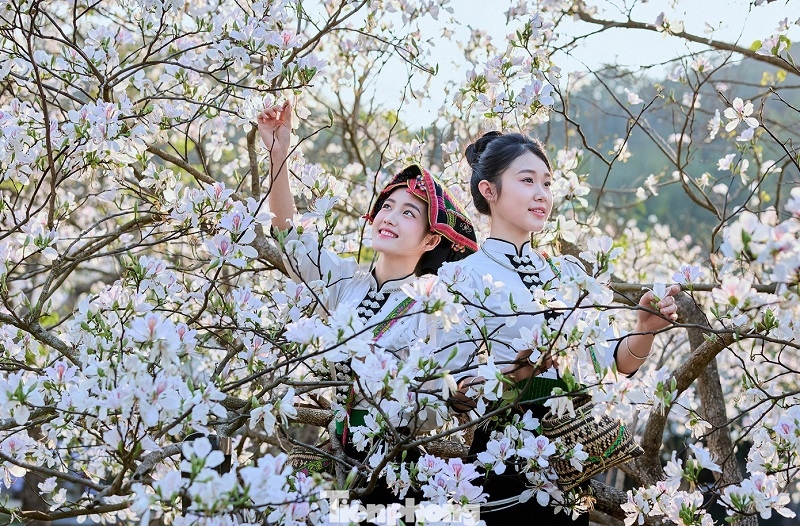 Những thiếu nữ dân tộc Thái với váy áo ôm gọn dáng người, khăn piêu thêu họa tiết rực rỡ, đôi má ửng hồng thi nhau tạo dáng “check-in” bên từng chùm hoa ban e ấp, tràn đầy sức sống. (Ảnh: Theo Tienphong)