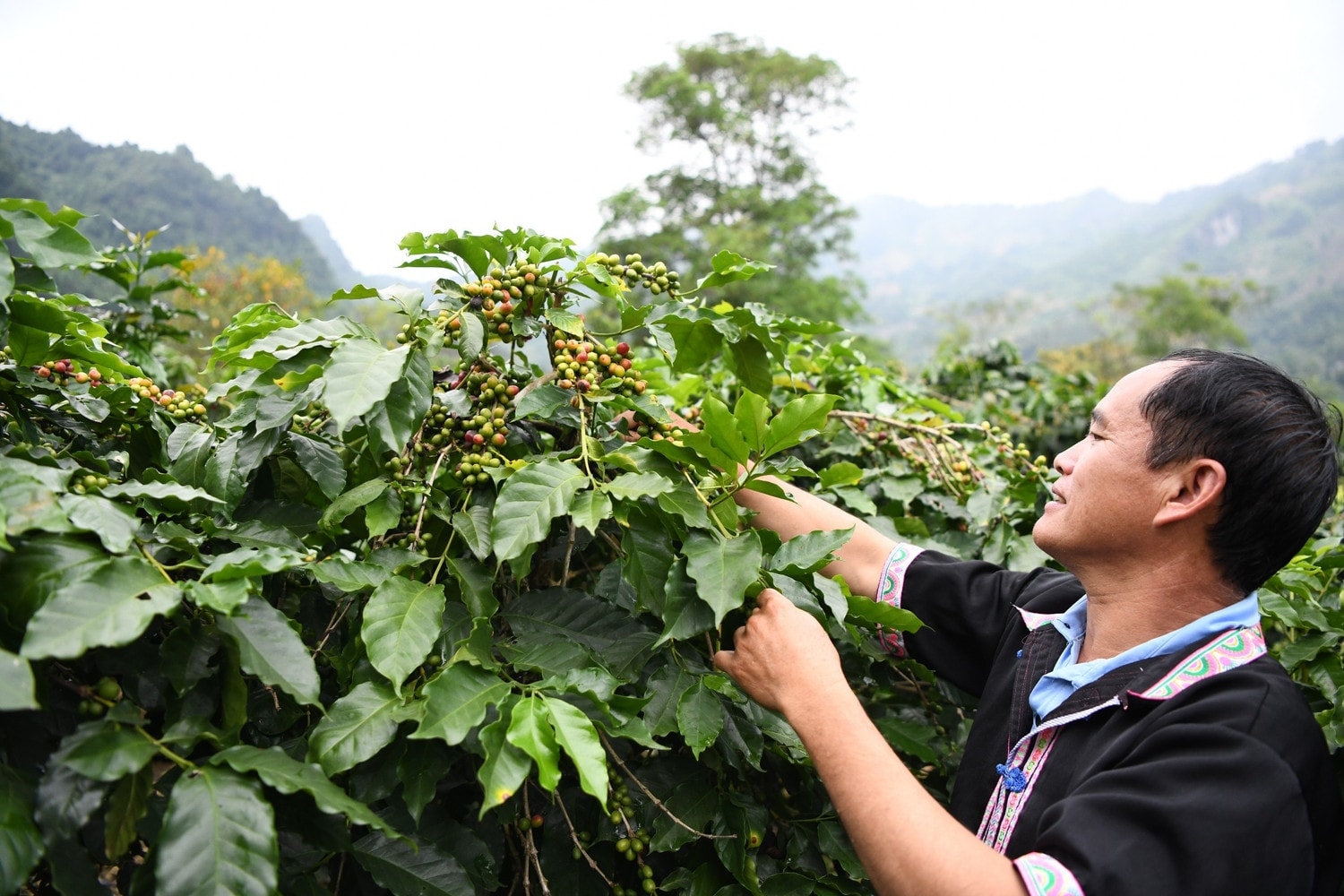Cà phê là cây trồng chủ lực của xã Mường Ảng