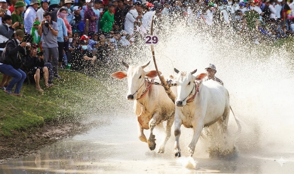 Lễ hội đua bò Bảy Núi An Giang