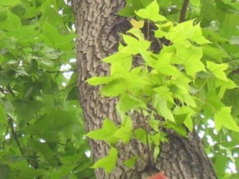 Cây sau sau mọc tự nhiên ở trong rừng. Lá sau sau làm nguyên liệu nấu xôi đen ngon nhất là vào tiết Thanh minh hằng năm.