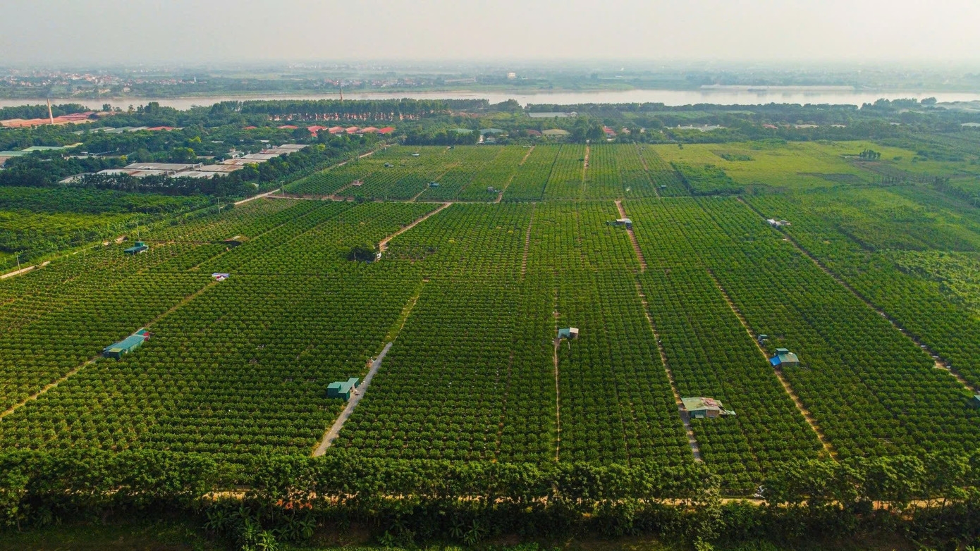 Xã Liên Châu có khoảng 50 ha trồng phật thủ, trong đó 30 ha được canh tác tập trung, hình thành vùng sản xuất hàng hóa quy mô