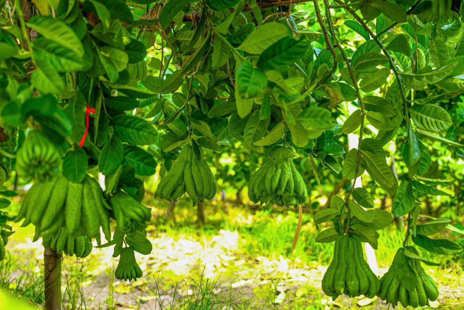 Để đảm bảo quả có chất lượng tốt, người chăm sóc tỉa cây, hái bỏ những quả xấu tránh hại cây