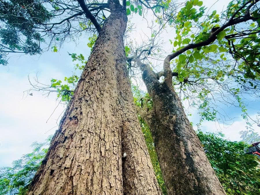 Cây Plah (Mlah) - một phần đời sống và ký ức của đồng bào Gia-rai