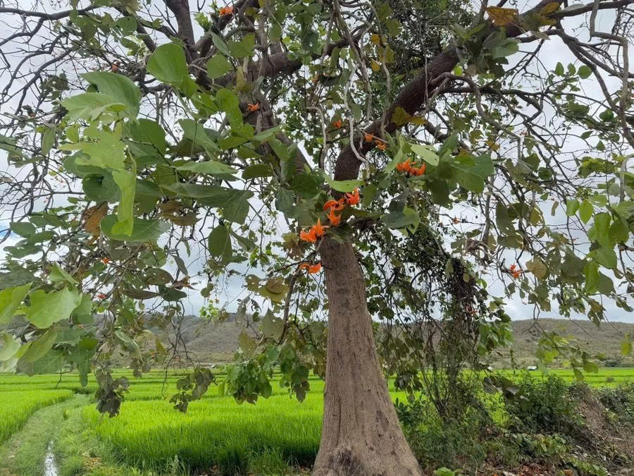 Cây Plah (Mlah) - điểm dừng chân quen thuộc của người dân