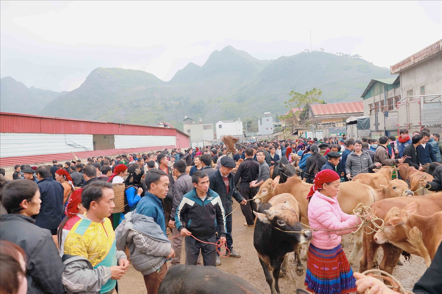Chợ phiên Mèo Vạc không chỉ là một địa điểm, mà là một “không gian sống”, nơi văn hóa được nuôi dưỡng, nơi kinh tế được hình thành và nơi con người tìm thấy sự gắn kết