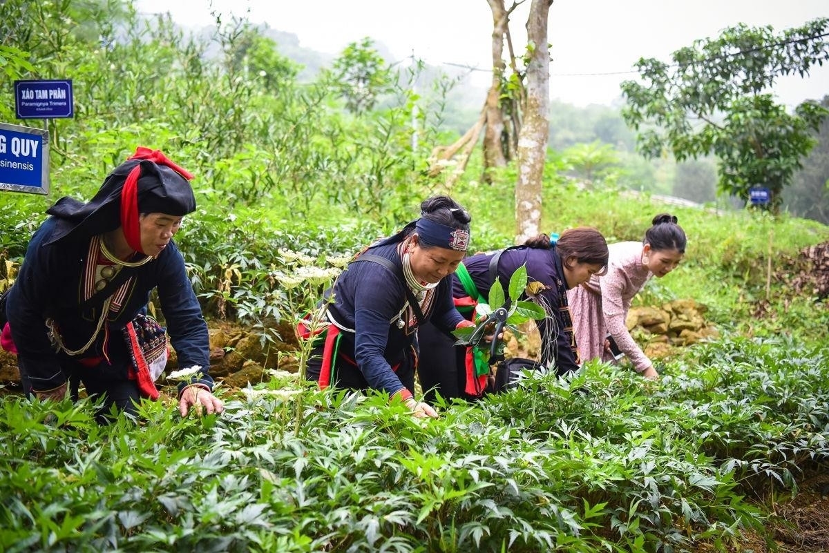 Phát triển dược liệu quý vùng dân tộc thiểu số và miền núi tạo sinh kế bền vững cho người dân