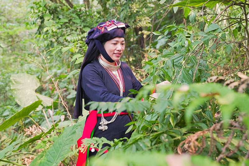 Người Dao có vốn kiến thức về thuốc Nam truyền từ đời này qua đời khác. Rất nhiều lương y đồng bào dân tộc Dao có khả năng nhận biết, sử dụng cây thuốc tinh thông bậc nhất thế giới