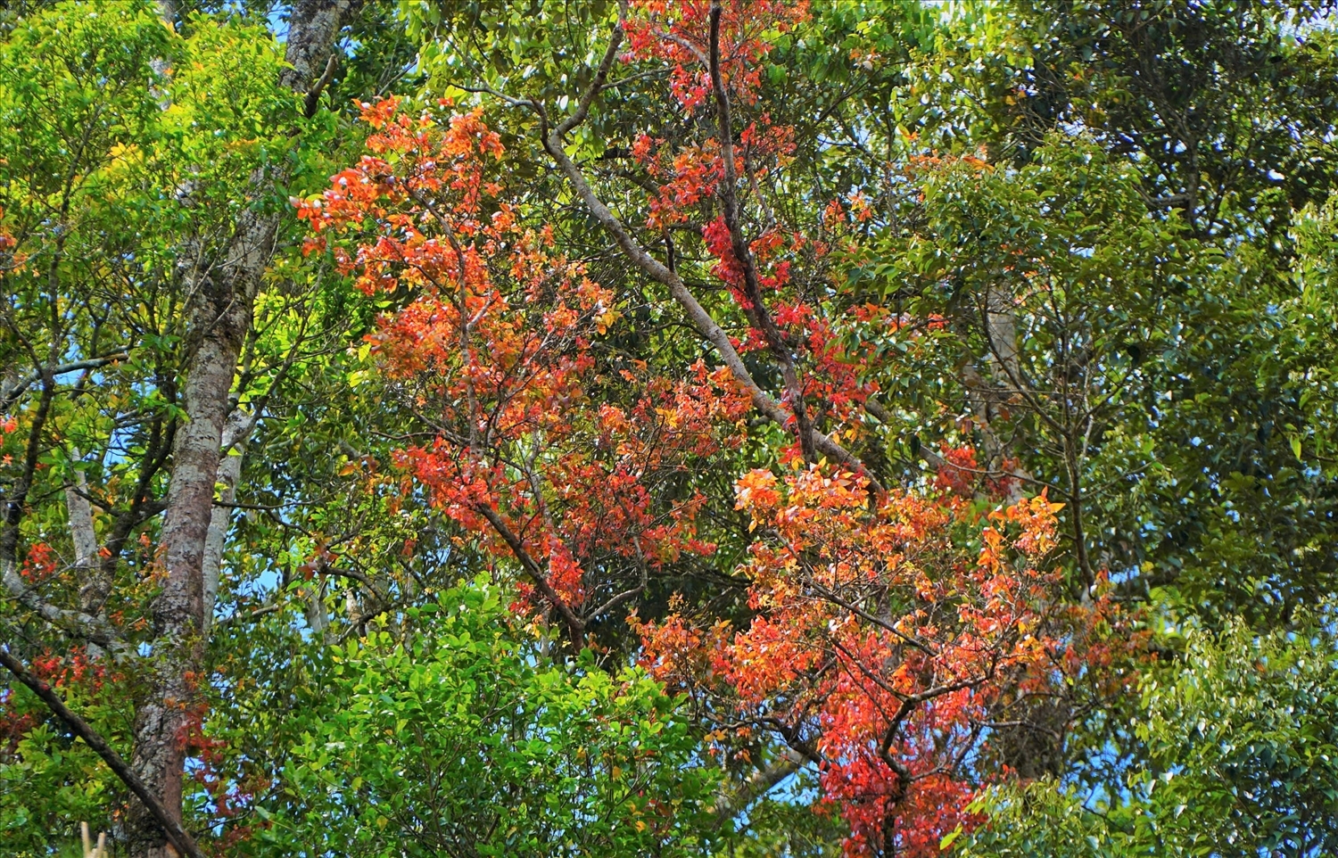 Mùa thay lá của bằng lăng là một phần trong chu kỳ sinh trưởng của cây, thường diễn ra trong khoảng thời gian ngắn và phụ thuộc nhiều vào điều kiện thời tiết.