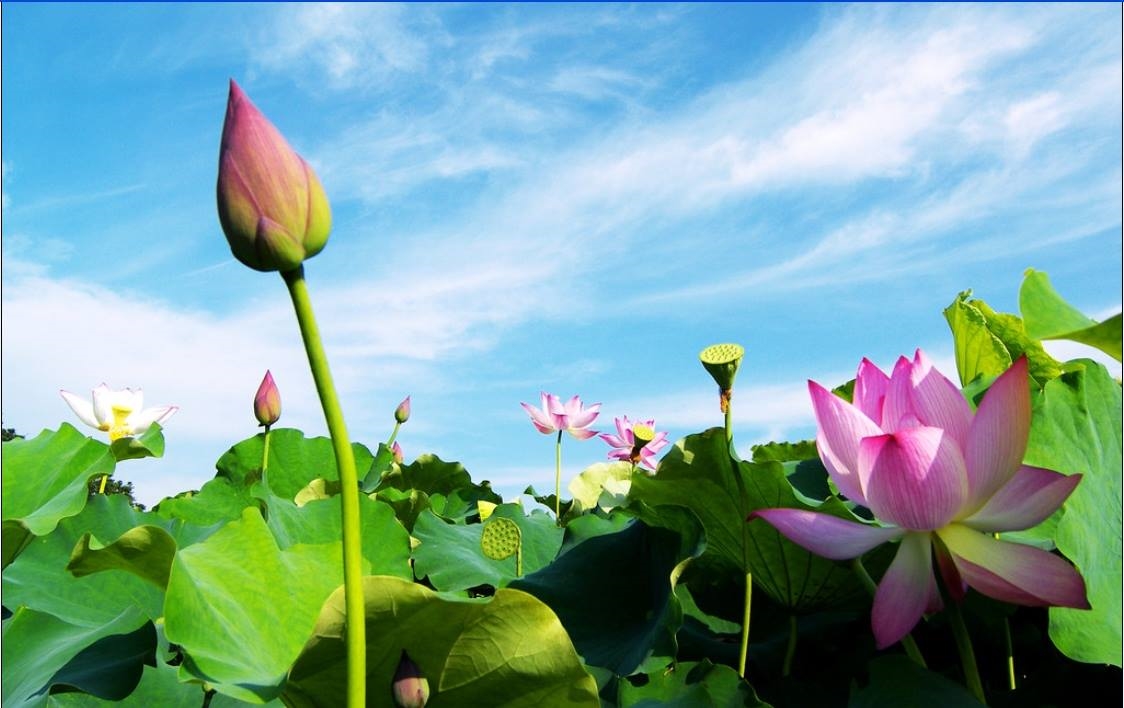 Hoa sen trở thành thương hiệu của vùng Đồng Tháp Mười. Hoa sen nơi đây nở bông to, đẹp, thơm ngát quanh năm 