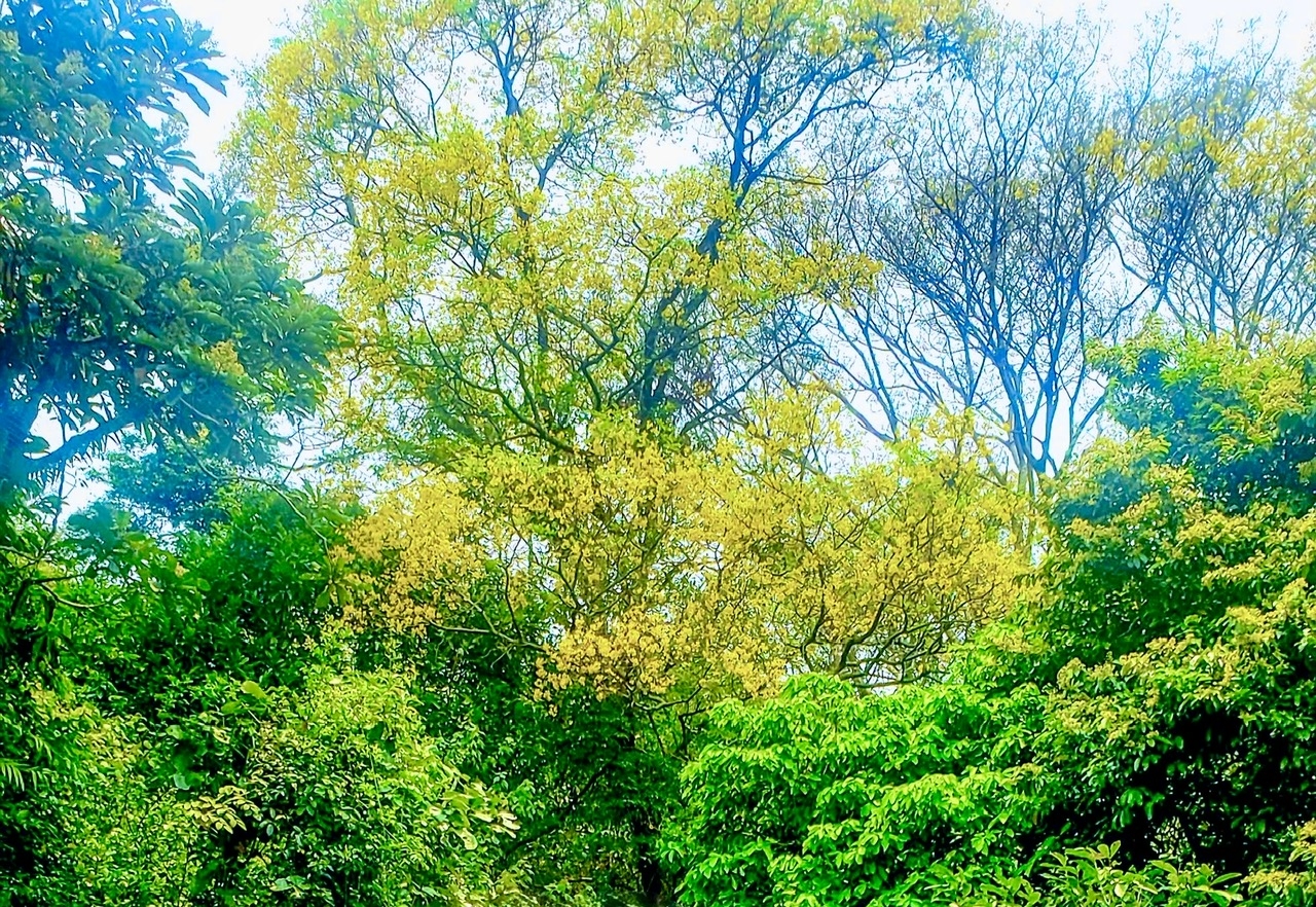 Tán lim xẹt nở rộ giữa rừng nguyên sinh Kon Chư Răng, sắc vàng rực rỡ nổi bật trên nền xanh thẳm, tạo nên bức tranh thiên nhiên sống động và đầy sức sống