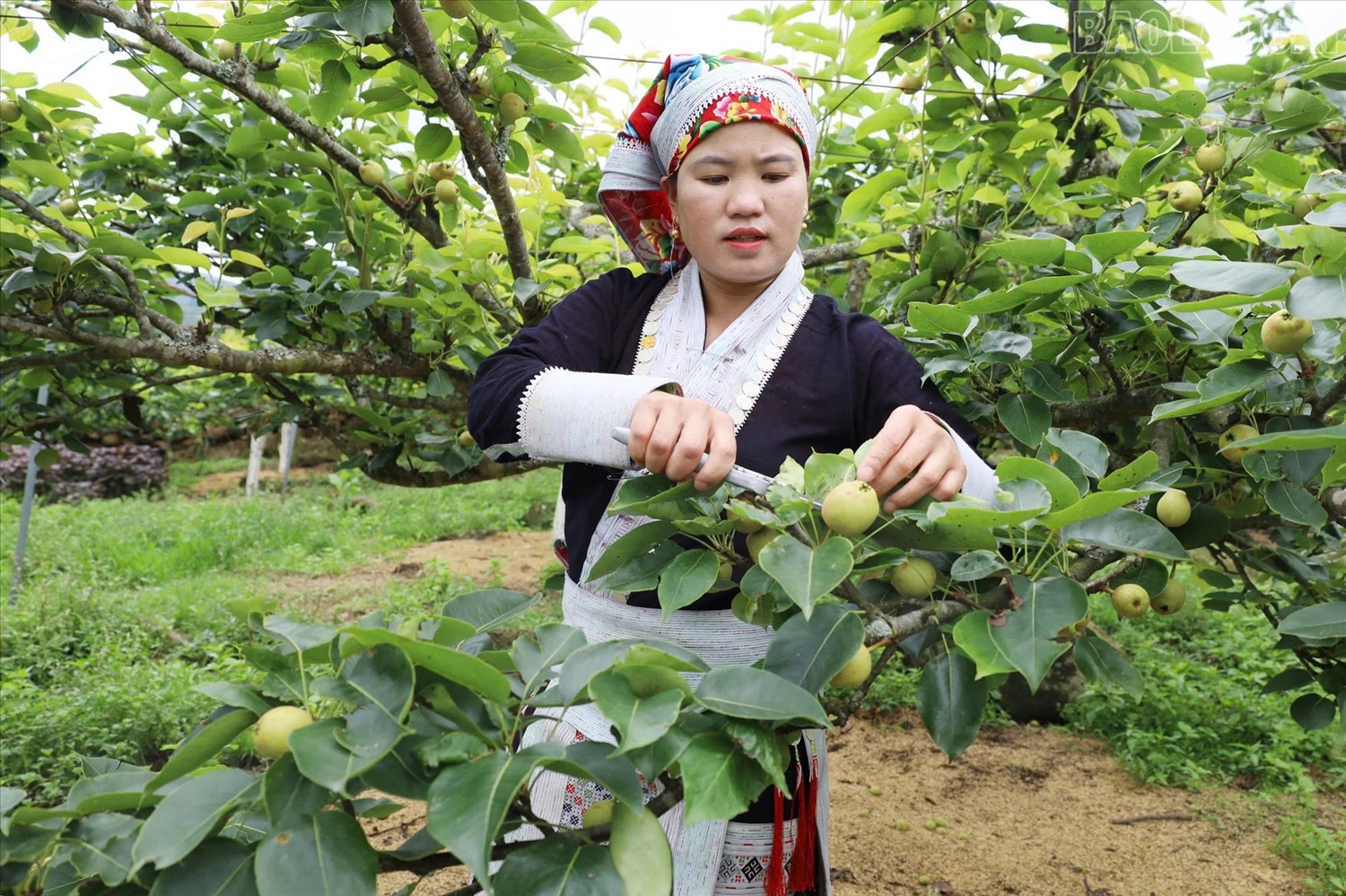 Chị Tẩn Lù Mẩy, thôn Kin Chu Phìn 1, chăm sóc vườn lê của gia đình để chuẩn bị cho vụ thu hoạch, góp phần nâng cao thu nhập và phát triển kinh tế gia đình.
