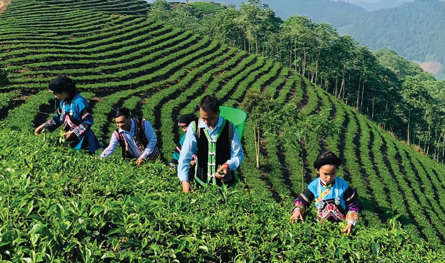 Chè là cây trồng mang lại thu nhập ổn định cho đồng bào dân tộc thiểu số ở Lào Cai