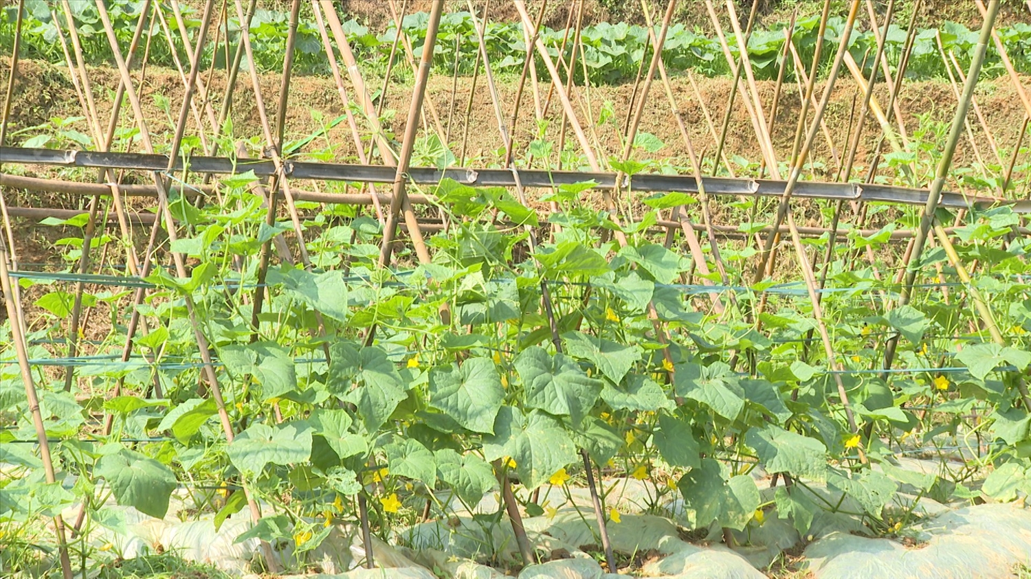 Vườn dưa được trồng theo đúng quy trình, kỹ thuật an toàn đang trổ hoa, hứa hẹn một vụ mùa bội thu.