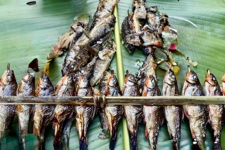 Cá mát nướng