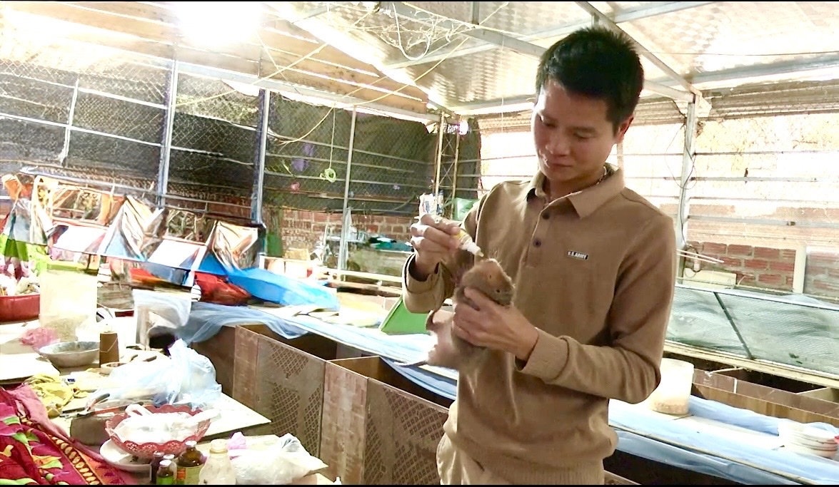 Anh Quàng Văn Khánh, bản Khá Nghịu, xã Púng Bánh, tỷ mỉ kiểm tra sức khỏe và chăm sóc từng cá thể dúi nuôi.