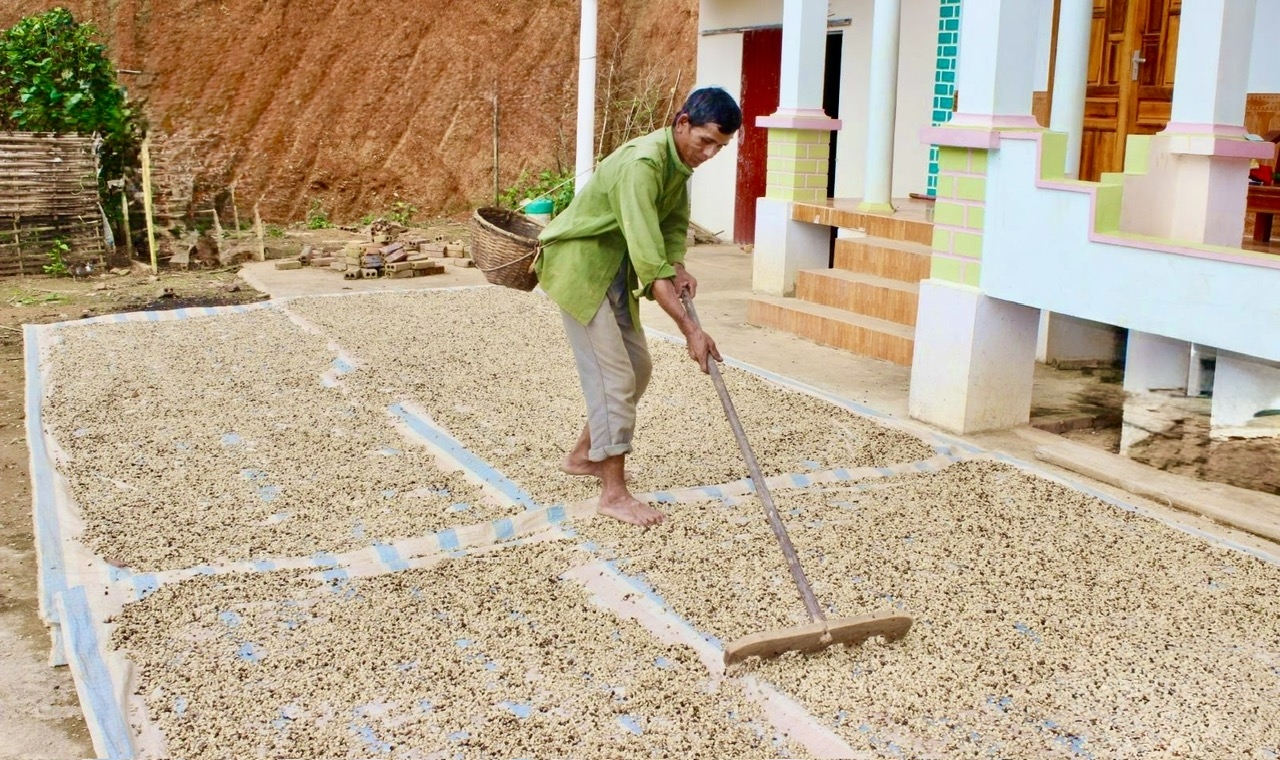 Người dân bản Púng, xã Púng Bánh, tranh thủ thời tiết thuận lợi để phơi cà phê, đảm bảo chất lượng nông sản sau thu hoạch.