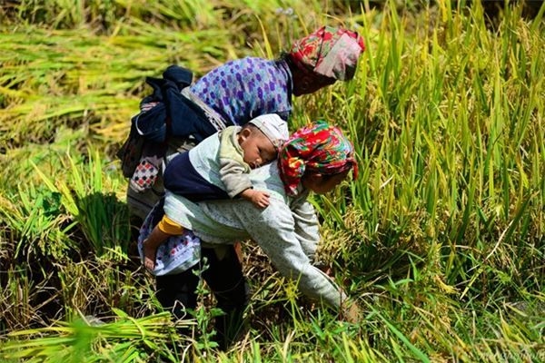 Ngọt ngào lời ru trên nương 2