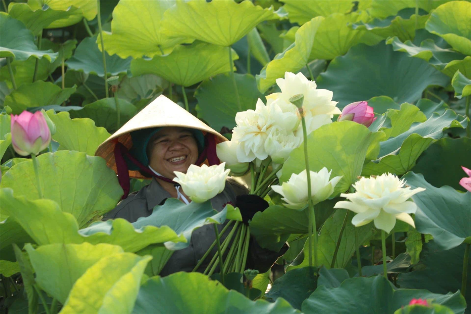 Sen trắng (bạch liên) được nhiều người yêu thích bởi màu sắc tinh khôi và hương thơm ngọt, dịu mát
