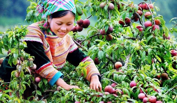 Cây Mận Tam hoa là niềm tự hào của người dân vùng núi Bắc Hà 