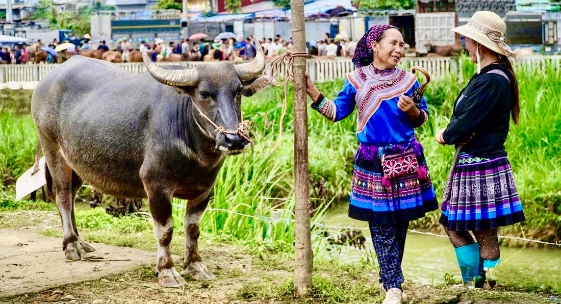 Những con trâu khỏe, đẹp được bán với giá cao
