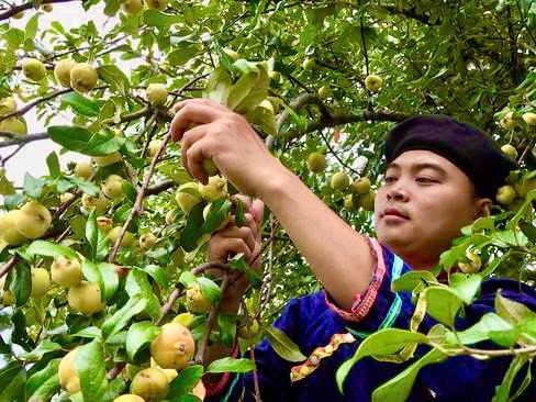 Người dân thu hoạch sơn tra.