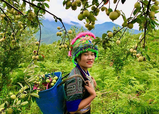 Mỗi mùa sơn tra mang theo hy vọng mở ra cơ hội thoát nghèo, giữ rừng và ổn định sinh kế giữa đại ngàn
