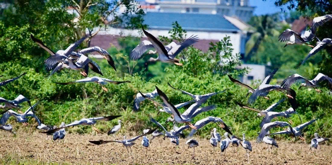 Hàng trăm con cò quý hiếm bay trên cánh đồng