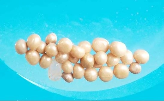 Xá lợi xương của Đức Phật Thích Ca Mâu Ni