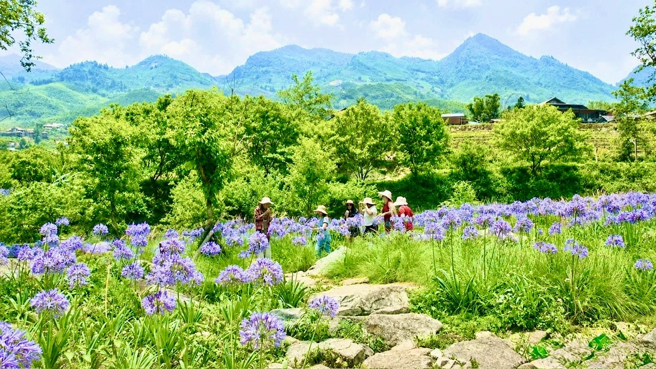 Sắc tím của hoa thanh anh không chỉ làm đẹp thêm cho cảnh quan xã Tả Van mà còn góp phần tạo nên sức hút riêng cho du lịch mùa hè của Lào Cai.