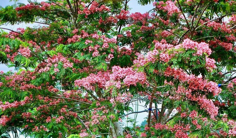 Các cụm hoa bung nở thành từng chùm dày, đan xen giữa lớp lá xanh mướt, tạo nên gam màu hài hòa, bắt mắt.