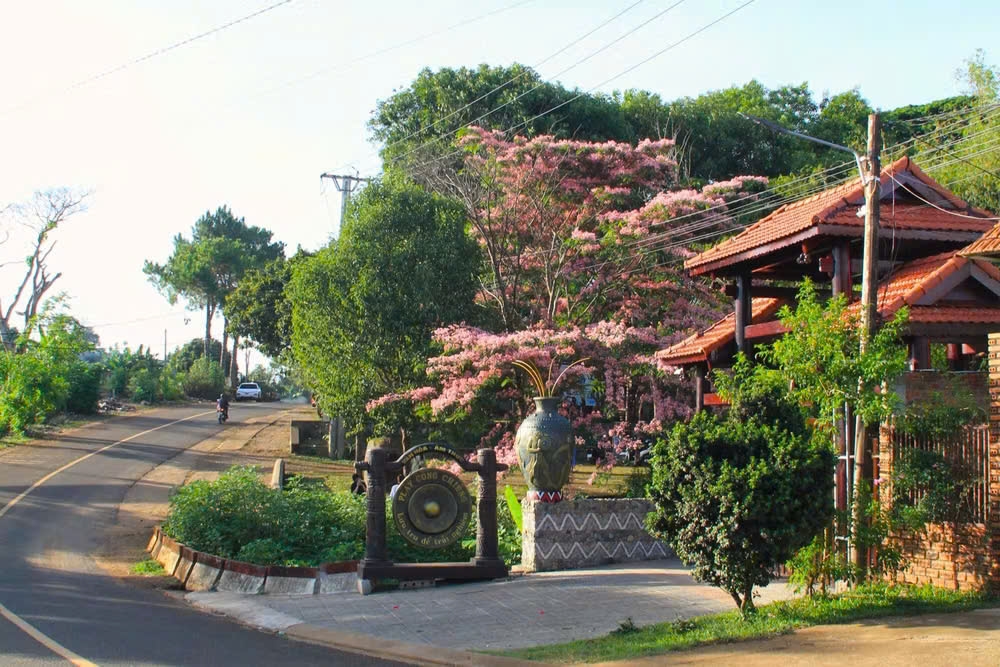 Không chỉ thu hút du khách, cây muồng hoa đào tại Làng Ơp còn góp thêm một điểm nhấn cảnh quan độc đáo cho phố núi Pleiku mỗi độ tháng 5 về.