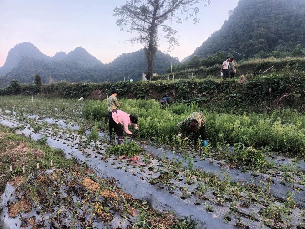 Nhiều vùng ở tỉnh Cao Bằng có điều kiện, khí hậu và thổ nhưỡng phù hợp để trồng cây dược liệu, tạo ra giá trị kinh tế cao
