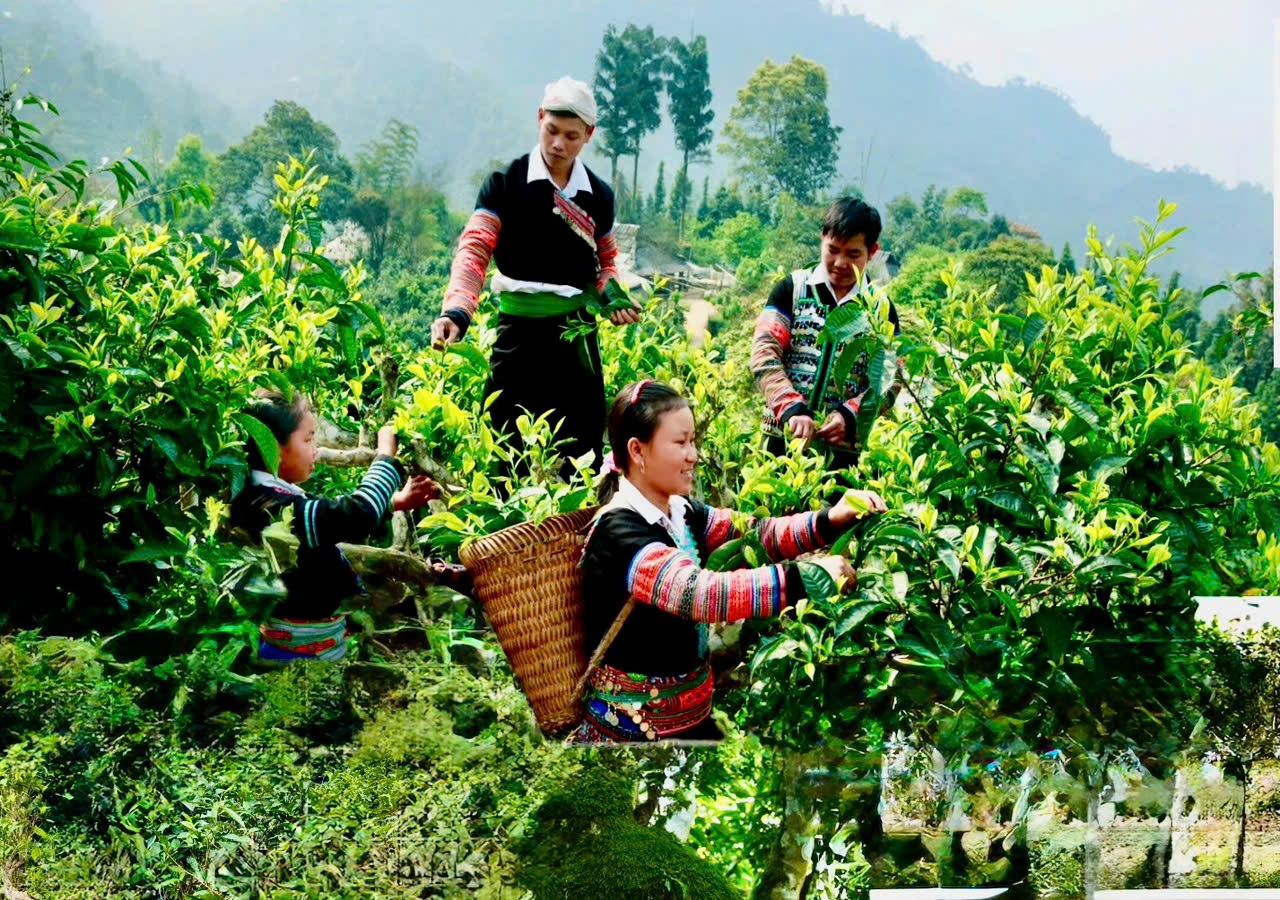 Những cây chè ở Pang Cáng vươn mình giữa núi rừng