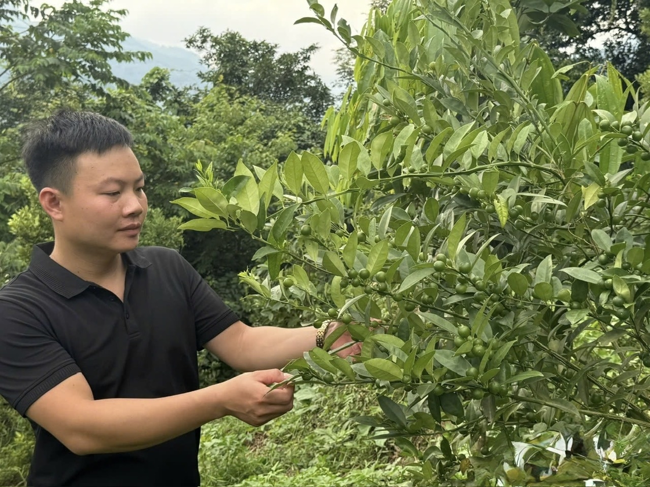 Anh Hoàng Phúc Thắng kiểm tra cây chanh rừng tại thôn Bó Pằm, xã Mẫu Sơn