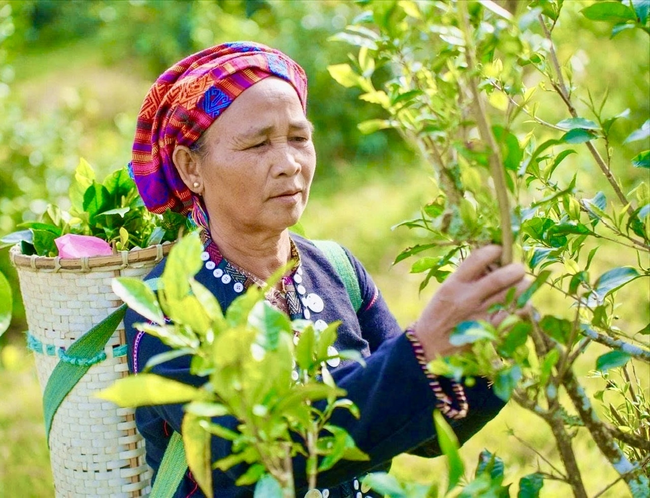Bà Hồ Thị Bảy, thôn Húc Ván Ry, xã Khe Sanh, thành viên HTX chè xanh hữu cơ, đang cẩn thận hái từng búp chè bằng phương pháp thủ công để bảo đảm chất lượng nguyên liệu sạch, góp phần giữ gìn hương vị đặc trưng của chè vùng đất đỏ bazan Khe Sanh và nâng cao thu nhập cho đồng bào địa phương.