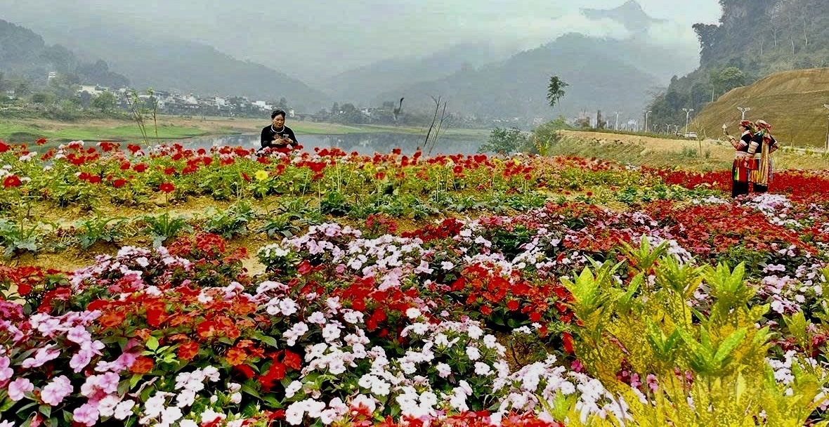 Sắc hoa rực rỡ bên sông Gấm tạo nên không gian thơ mộng, hấp dẫn du khách đến trải nghiệm