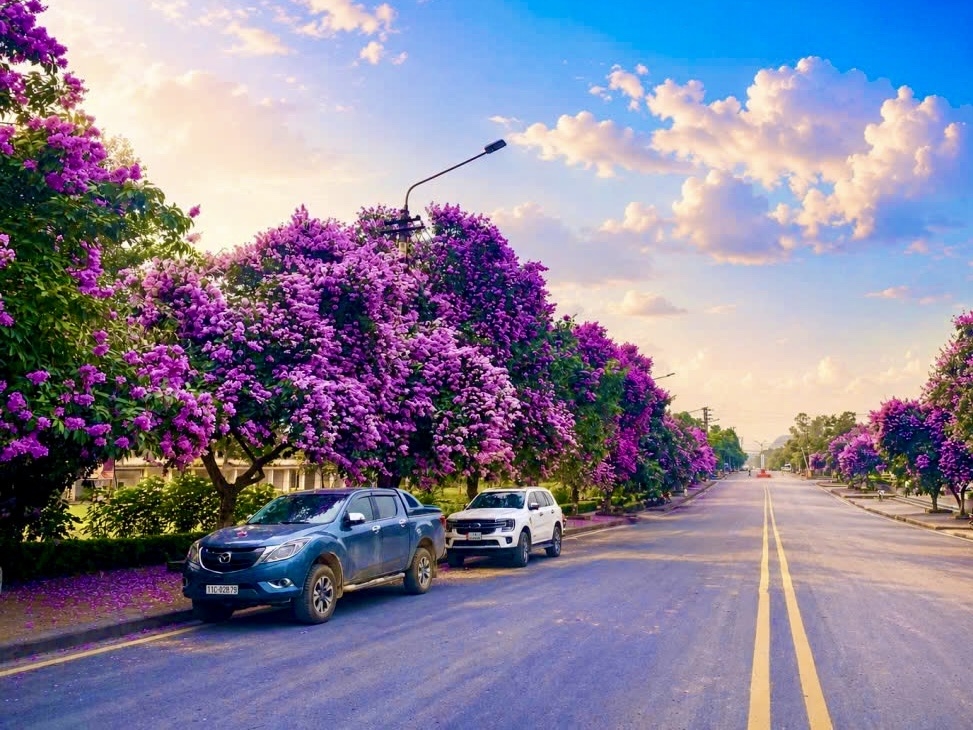 Những hàng bằng lăng tím hai bên đường trước Cửa khẩu quốc tế Tà Lùng góp phần tạo nên bức tranh mùa hè thơ mộng nơi vùng biên