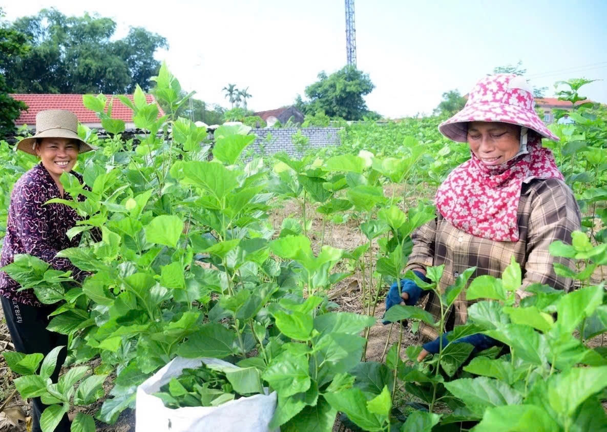 Người dân xã Hải Châu từng bước chuyển đổi mô hình VAC để từng bước ổn định cuộc sống