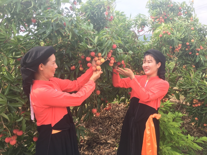 Tập trung phát triển sản xuất nông nghiệp là giải pháp để nâng cao đời sống của đồng bào dân tộc thiểu số tỉnh Bắc Ninh (Ảnh: Phương Liên)
