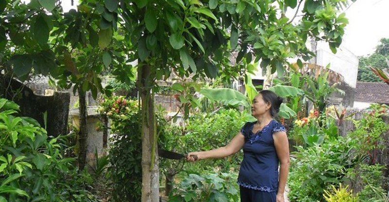 Người lớn trong gia đình đứng dưới gốc, gõ vào thân cây và đặt câu hỏi cho cây về tình hình ra hoa trái mùa tiếp theo