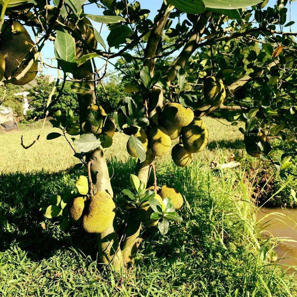 Mít là loại cây trong vườn nhà thường được người dân chọn thực hiện nghi thức khảo cây