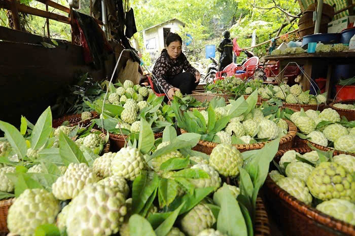 Na là cây trồng chủ lực ở Quan Sơn góp phần phát triển kinh tế - xã hội
