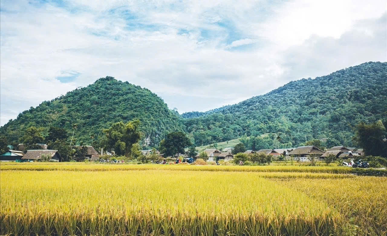 Mùa lúa chín ở thôn Tha