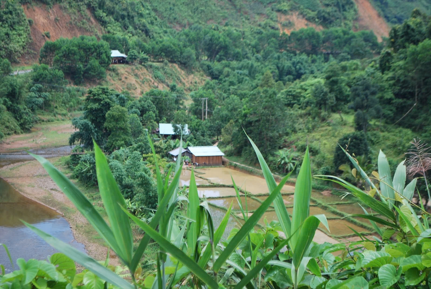 Người Cơ-tu làm lúa nước ở Tây Giang