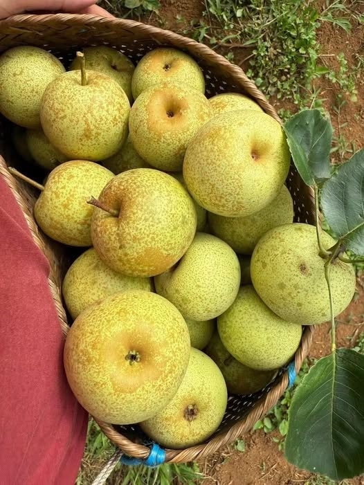 Lê Tai nung Nậm Pung - Đặc sản của xã Mường Hum, Lào Cai