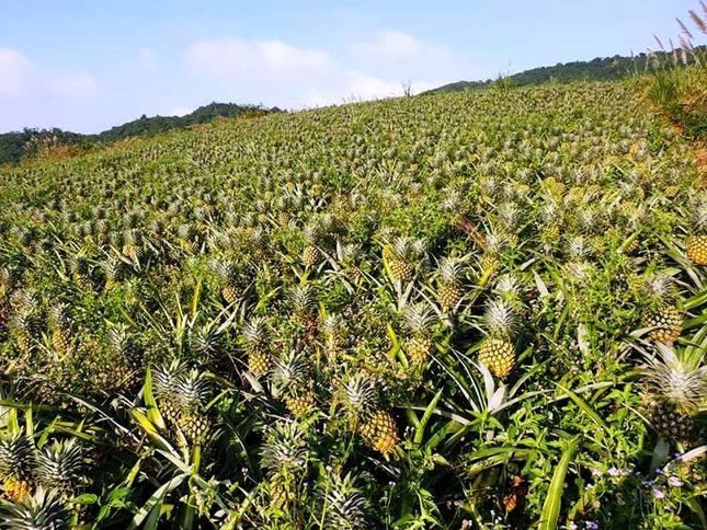 Hàng trăm ha dứa ở xã Tân An đang vào mùa thu hoạch